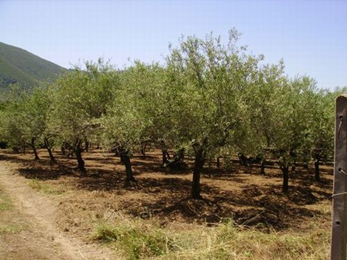 SESSA AURUNCA