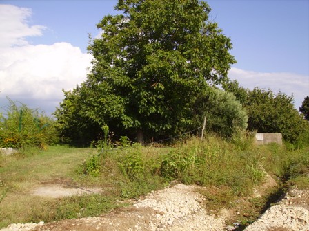 TEANO
