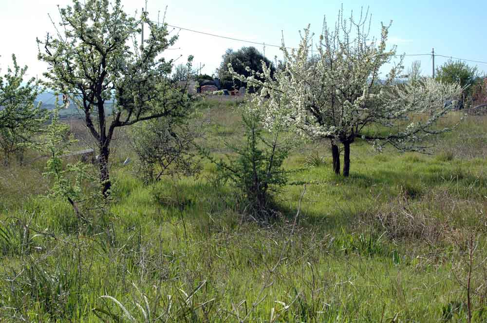 Terreno