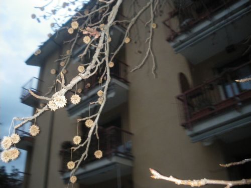 PARABIAGO